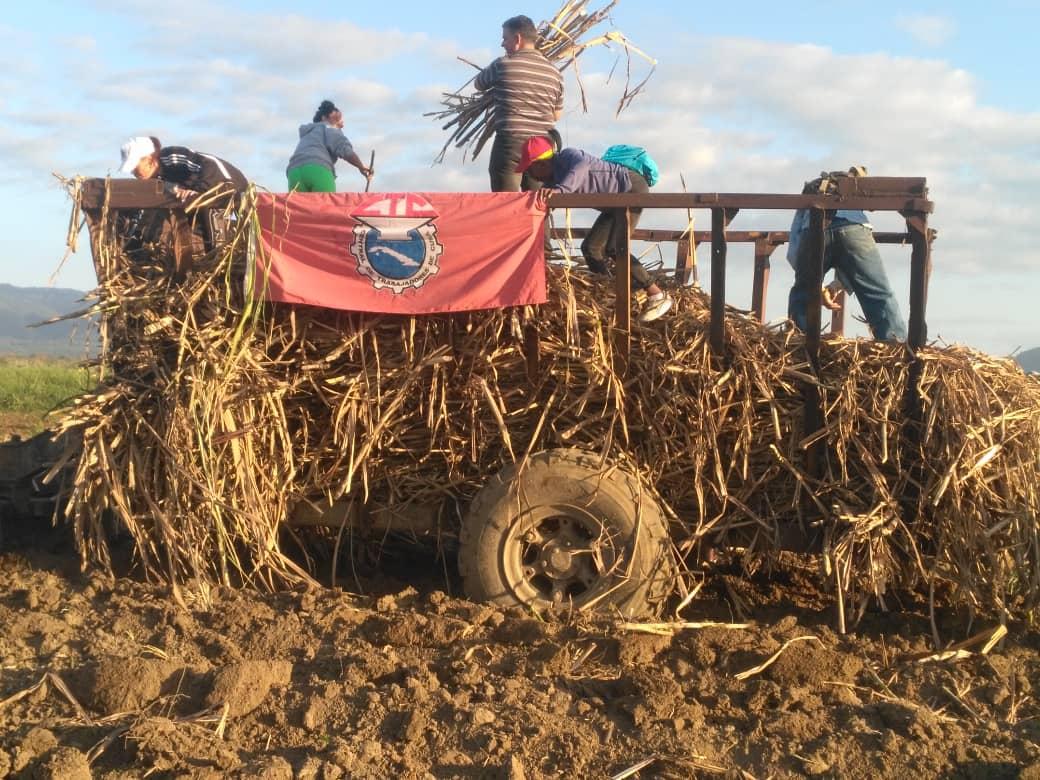 JoseAPerezP's tweet photo. Nuevamente la @CubaCentral y sus sindicatos, protagonistas de masivas jornadas de Trabajo Voluntario en labores de la producción de alimentos y la siembra de caña, en saludo a la fundación del @PartidoPCC, a la victoria de Playa Girón y al #1Mayo. #PorCubaJuntosCreamos https://t.co/jVECEFBexE