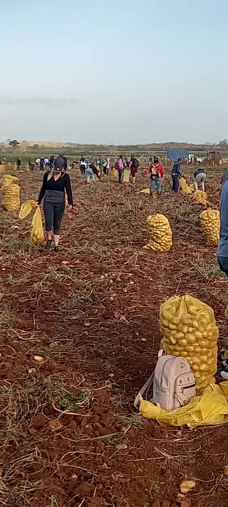 JoseAPerezP's tweet photo. Nuevamente la @CubaCentral y sus sindicatos, protagonistas de masivas jornadas de Trabajo Voluntario en labores de la producción de alimentos y la siembra de caña, en saludo a la fundación del @PartidoPCC, a la victoria de Playa Girón y al #1Mayo. #PorCubaJuntosCreamos https://t.co/jVECEFBexE