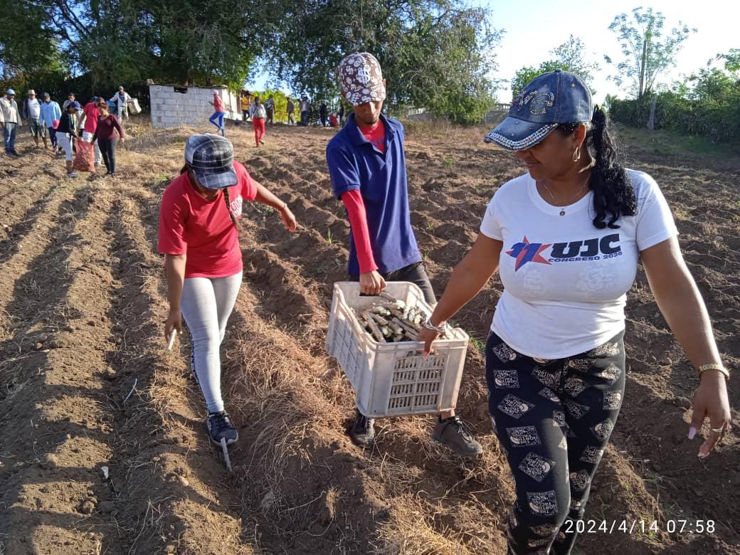 JoseAPerezP's tweet photo. Nuevamente la @CubaCentral y sus sindicatos, protagonistas de masivas jornadas de Trabajo Voluntario en labores de la producción de alimentos y la siembra de caña, en saludo a la fundación del @PartidoPCC, a la victoria de Playa Girón y al #1Mayo. #PorCubaJuntosCreamos https://t.co/jVECEFBexE