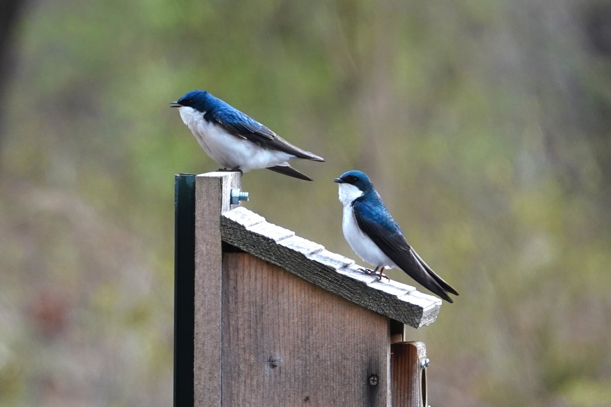 Positive photo day 1490: If you build it, they will come! The tree swallows have returned to their nesting boxes in Van Cortlandt Park. Here are two of many. #birdphotography #Bronx #NYC #wildlifephotography #NaturePhotography @vcpalliance @BirdBronx