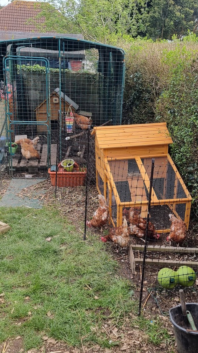 5 new ladies, getting acquainted with the old ladies, 10 days to 2 weeks in the temporary enclosure, then they all get to live together.