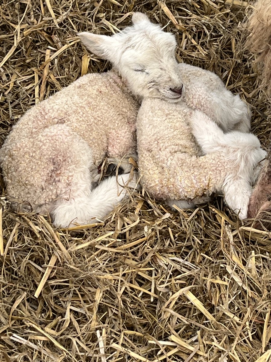Thank goodness for a bit of dry weather in the last few days and this week. Things are drying out a little.. the lambs are cute too..
