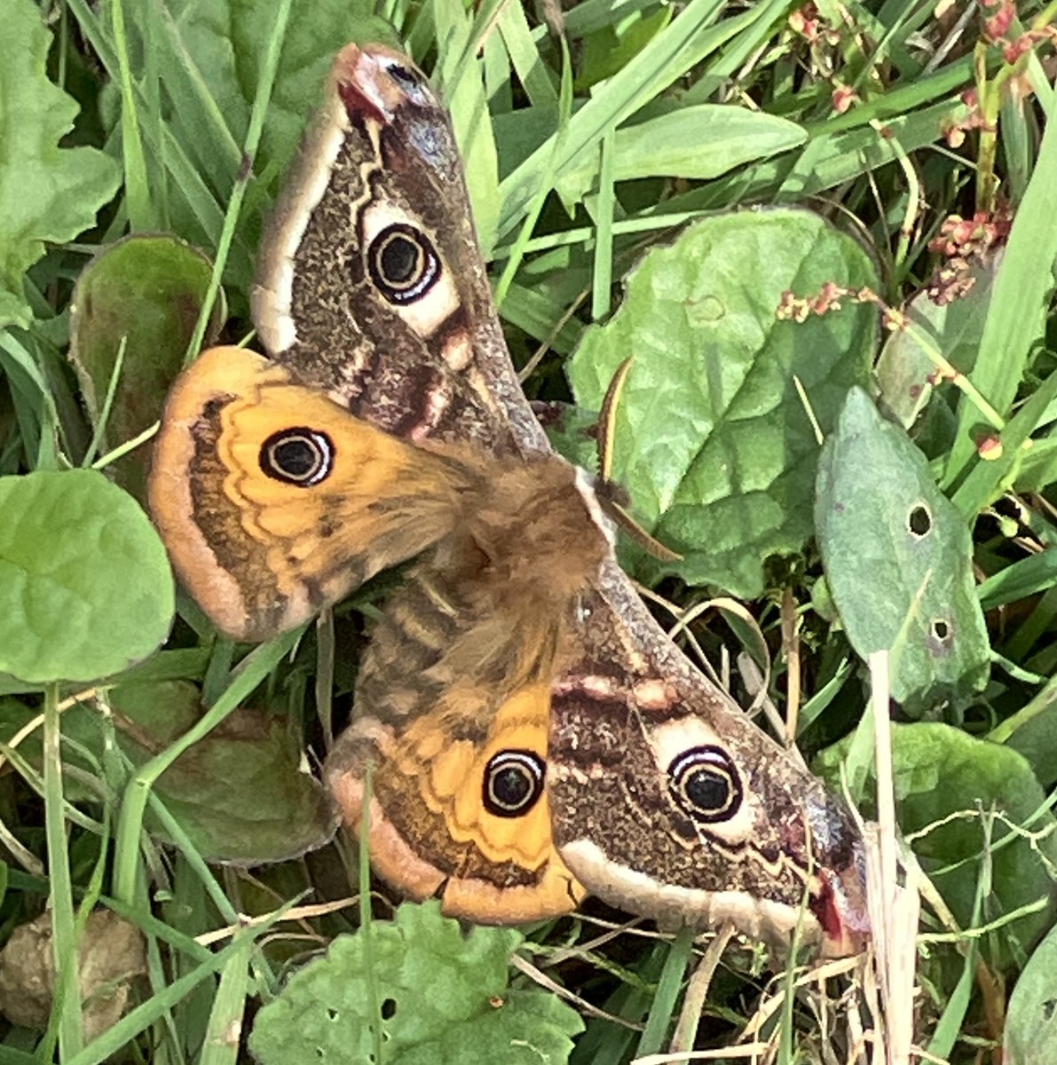 O hail, thou….male  Emperor  moth,  SW  London  today.  They  are  here.  #mothsmatter.