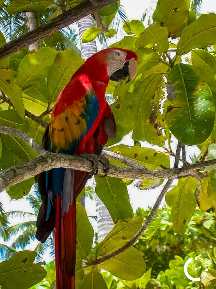 Con más de 300,000 especies diferentes en Nicaragua, uno de los países con mayor biodiversidad del mundo.🦥🐊🐵 #NicaraguaUnicaOriginal #Nicaragua #ADiario