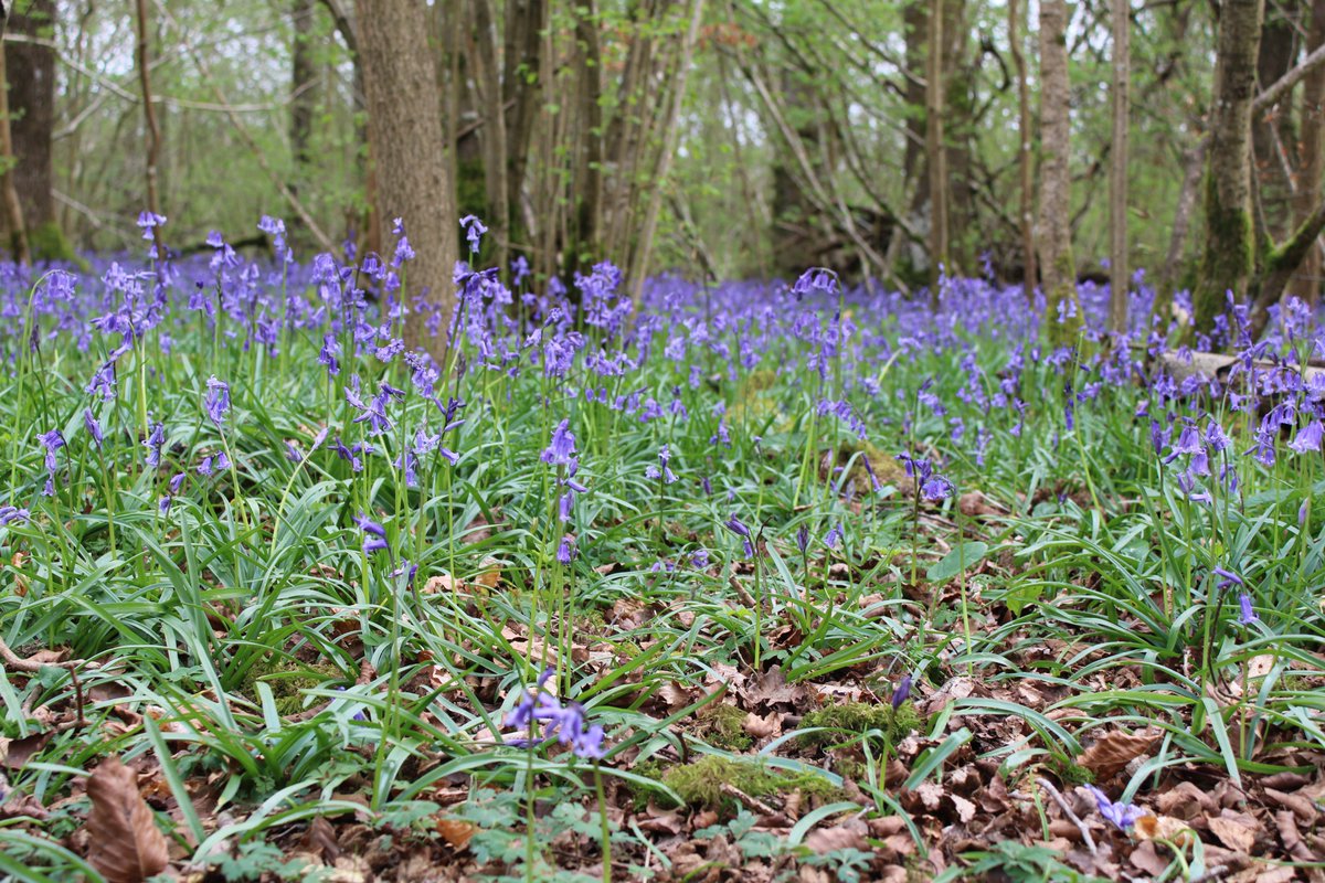 The bluebells are at their peak in Hampshire, my most favourite time of the year! This woodland is actively managed rotational coppice with standards. Therefore always has a jaw-dropping show of ancient woodland indicators. Nice to see the coupes I cut years back looking good