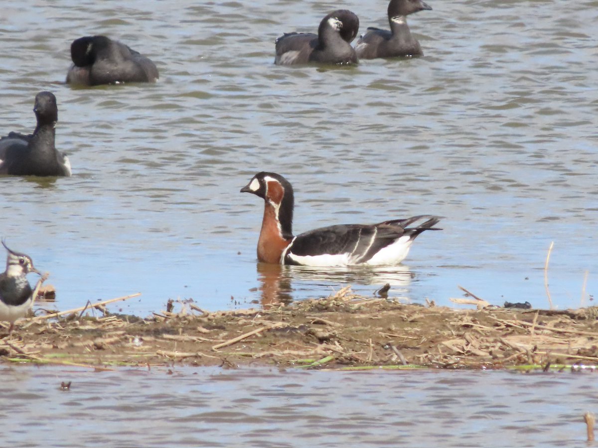 Fantastic day at Frampton with <a href="/OlimBirds/">Oli Bailey</a> and @otleybirder 
Bonaparte's gull (life✅️), Red-brested goose, 3 Cranes Black tern, Lesser yellowlegs, 2 Little gull, Spotted redshank, Little stint, 6 Yellow wags, 4 White wag, 2 Wheatear, 4 Med gull, Garganey, 2 Bearded tit