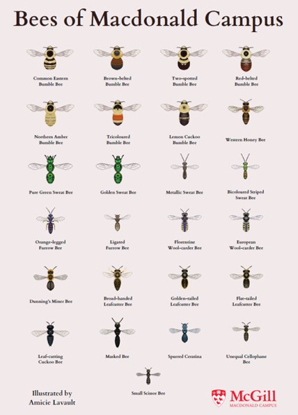 Kyle Elliott (@arcticecology) on Twitter photo Impressive bee guide for <a href="/McGillMacCampus/">McGill Macdonald Campus</a> created by undergrad Amicie Lavault. I might even be able to identify insects correctly for once! #wild421
High res version:
shorturl.at/jlEIL Impressive bee guide for <a href="/McGillMacCampus/">McGill Macdonald Campus</a> created by undergrad Amicie Lavault. I might even be able to identify insects correctly for once! #wild421
High res version:
shorturl.at/jlEIL