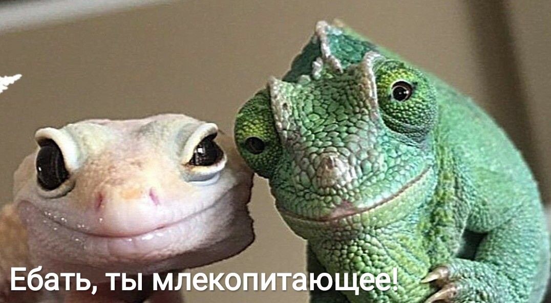 Дантес (@dantesdmitriy) on Twitter photo 