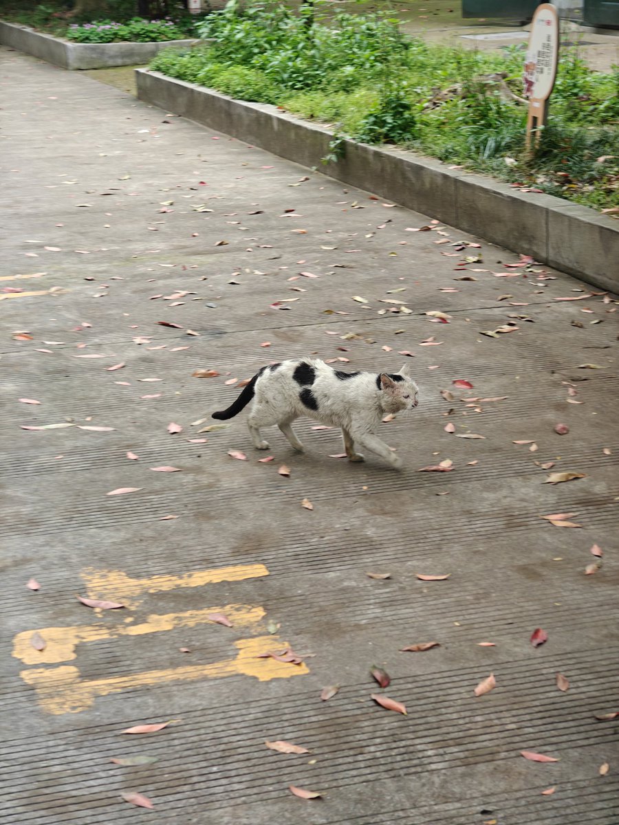 chuyajun's tweet photo. 少し前から中国でも「君たちはどう生きるか」を上映してて、遅ればせながら見てきました。
写真は帰り道で会ったネコ。 https://t.co/KEqC5EO956