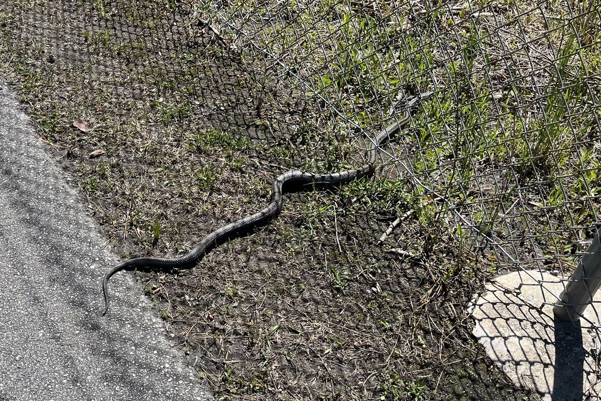 First snake sighting of the year on the bike trail.
