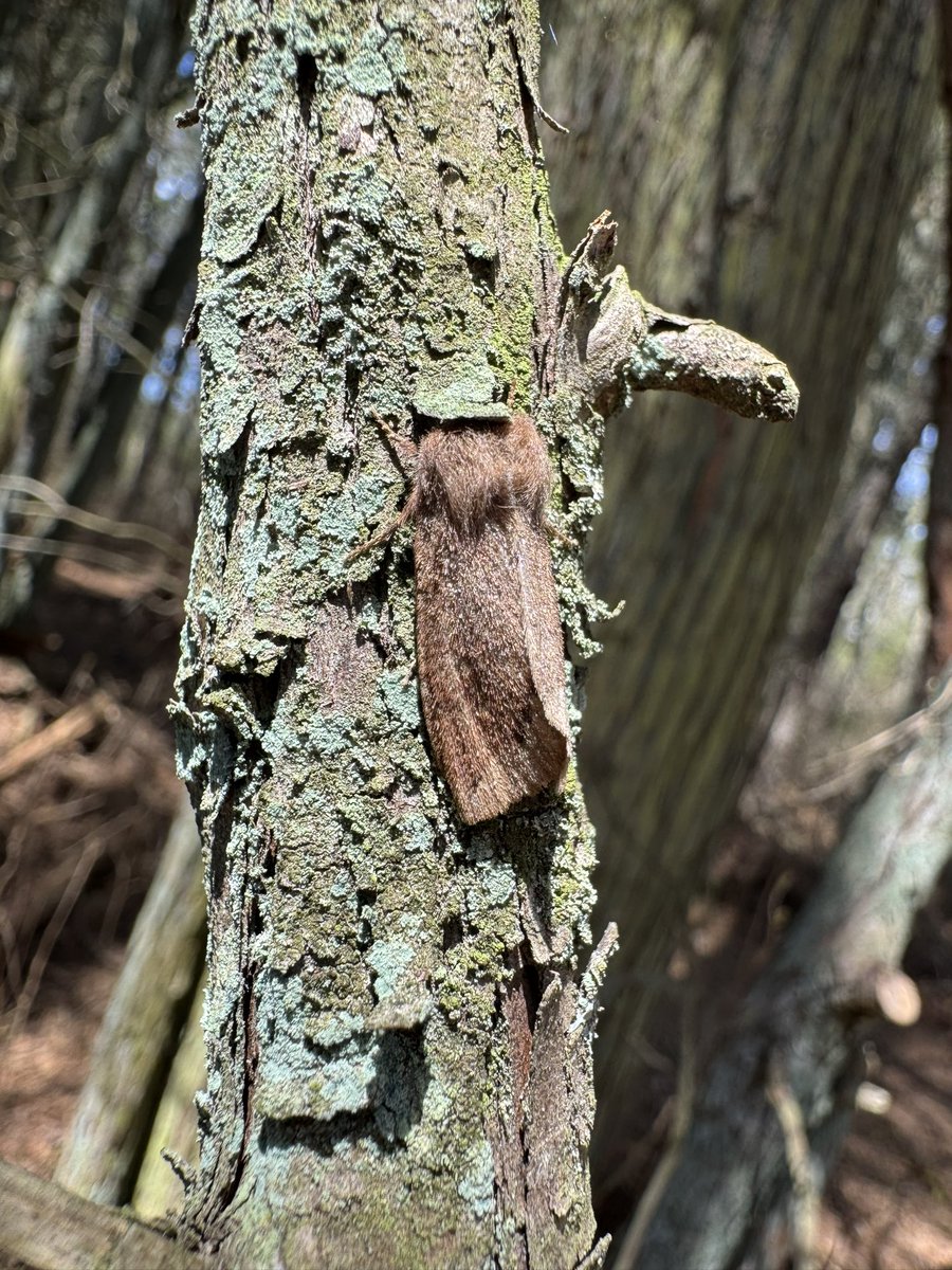 Back where I belong, burying my face in the pine barrens alongside various invertebrates.