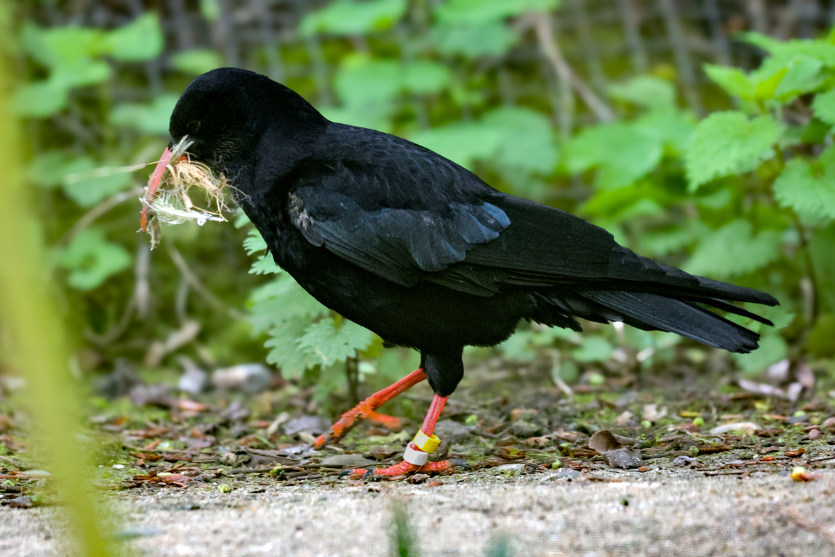 Latest news from the ground-breaking chough project between award-winning conservation collaborators Paradise Park, @WildwoodTrust and @KentWildlife . First eggs in Kent are revealed at Wildwood Trust. View video here > kwtg.uk/eggcellent Photograph Dave Butcher