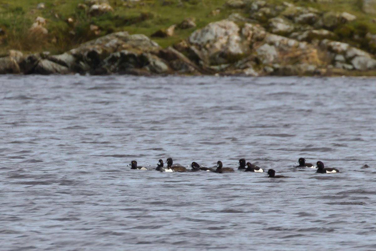 One of them looks different. Ring-necked duck at Loch an t-Siumpain today.