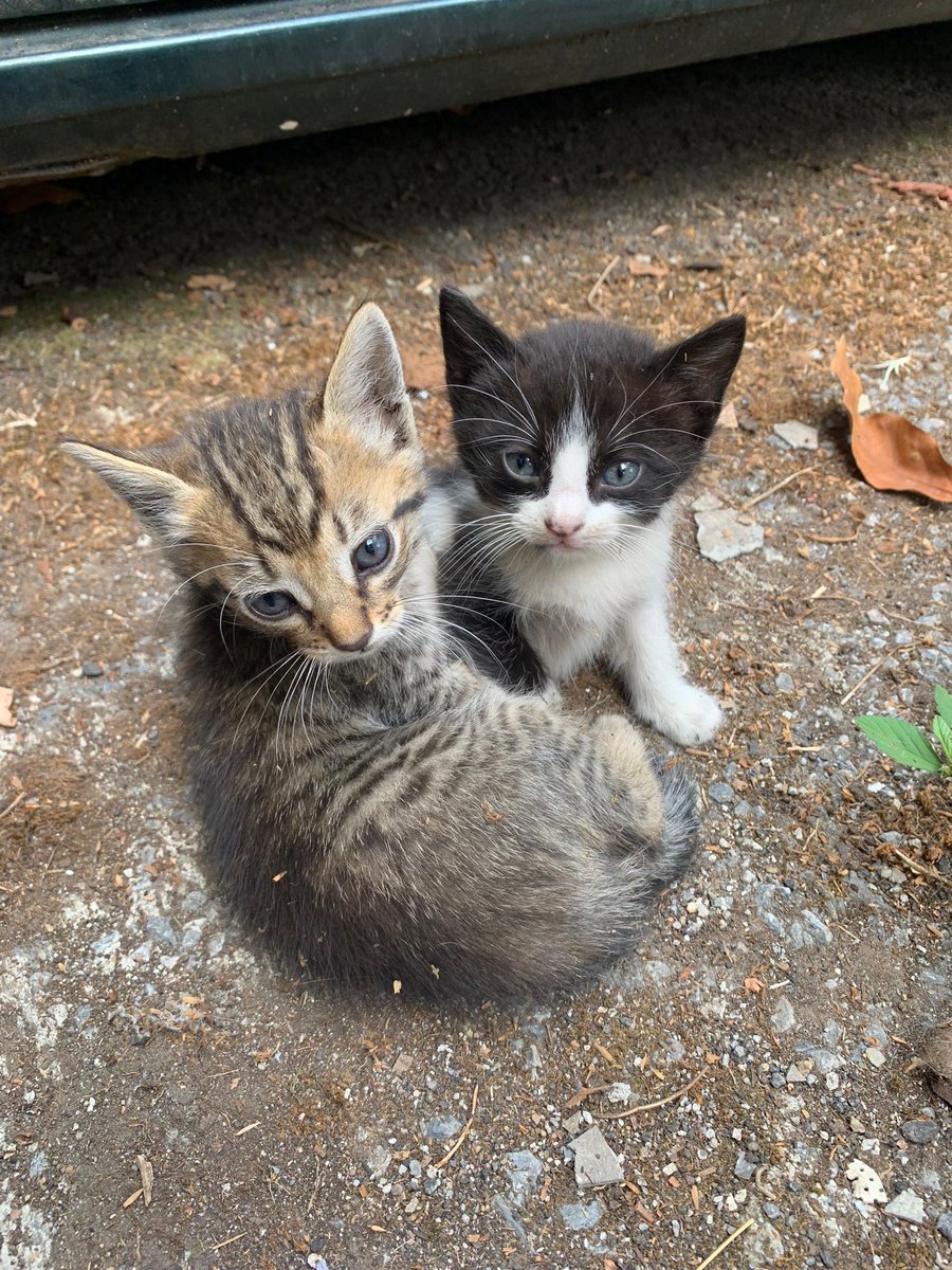 #ServicioPúblico | Se solicita ayuda para encontrarle un hogar a unos gatos abandonados en San Antonio de Los Altos, estado Miranda. Si deseas colaborar, puedes contactar a @genherr15 o escribirnos por mensaje directo 📩.