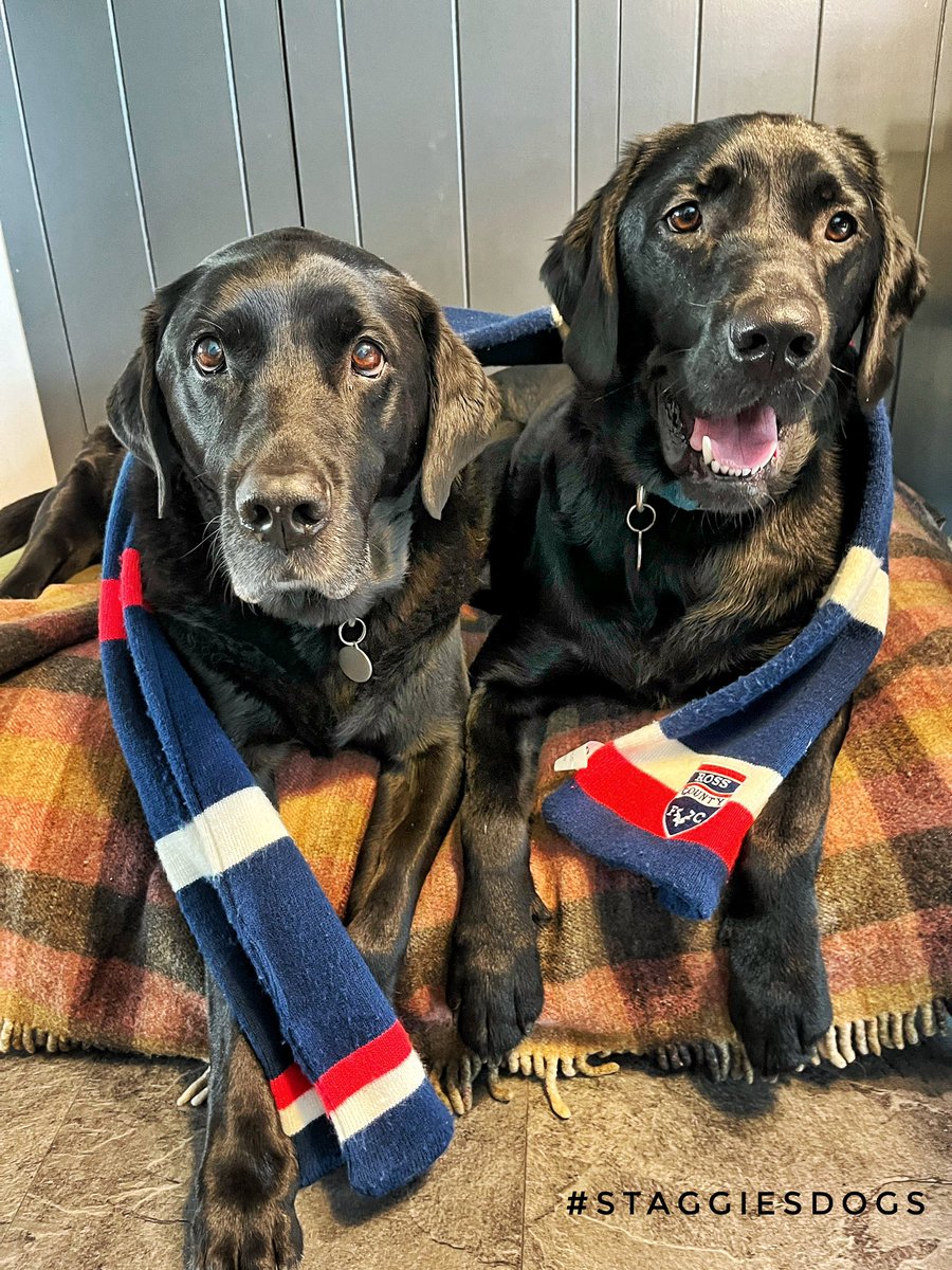 Well done #Staggies #StaggiesDogs Alfie & Dougal