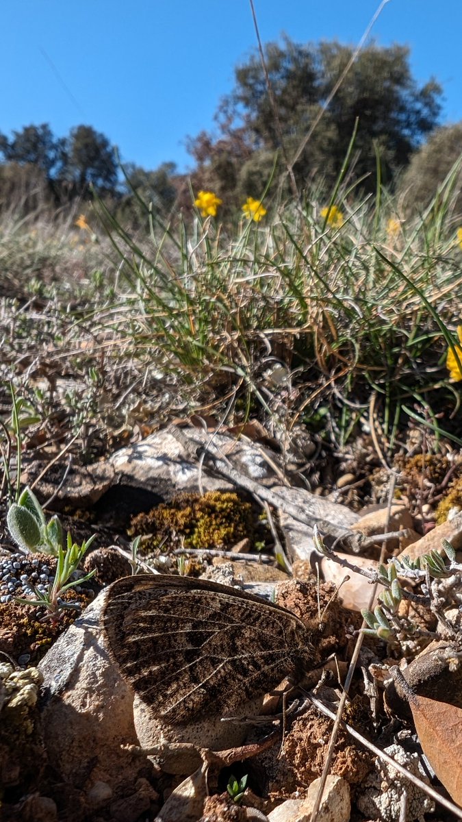 Erebia epistyge, a European endemic butterfly, today on the foot of the Pyrenees in Spain.