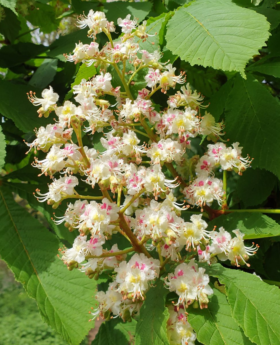 Hawthorn blossom and Horse Chestnut panicle (male flowers at the top of the cone, female and male combined in the middle, and female at the bottom) #treeflowers on the #ThamesPath National Trail today for #wildflowerhour @BSBIbotany @TiCLme @NatureLark