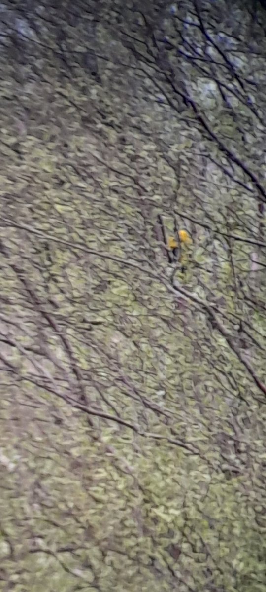 bernie beck tweet media