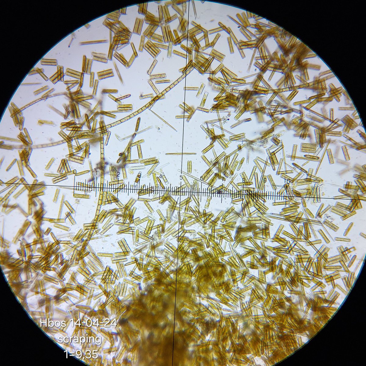 #freshwater is mesmerising in this period with sunrays dancing. The brown hairlike algae are various #diatoms species. Mainly #diatoma
#microscopy. #secchidepth 9,5 mtr.
Water temperature 12°C. Snorkeling with drysuit though😊