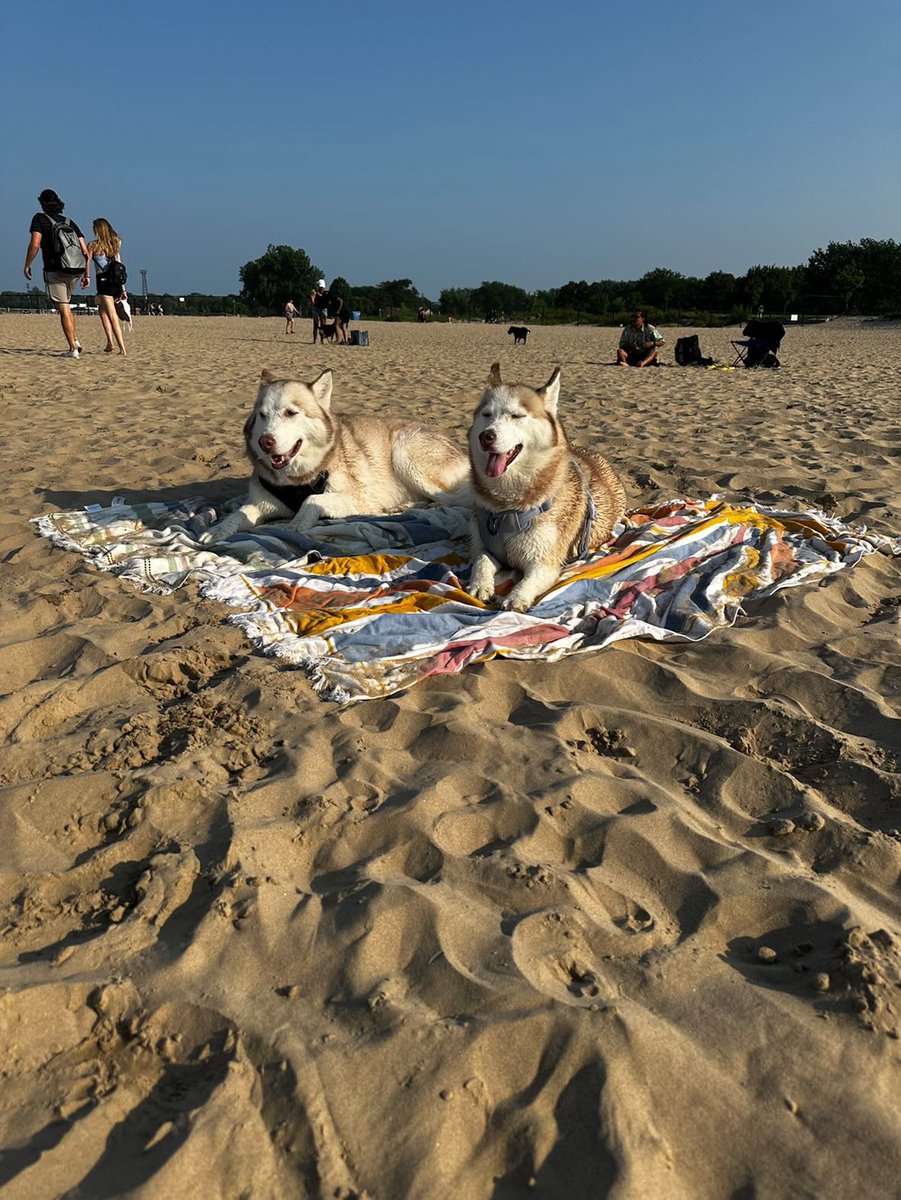 CidIkarus's tweet photo. So glad I have dogs instead of cats because because I’m able to enjoy going outside with them. https://t.co/Vx5DXrg0KZ