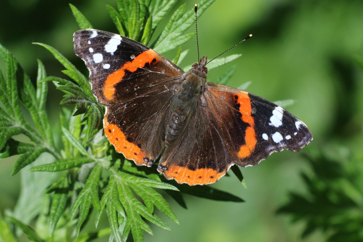 Lots of butterflies have been spotted on the wing across the Farms in the #FarmerClusters - red admiral, comma, small tortoiseshell, brimstone, holly blue, small white, peacock and orange-tips. What have you seen? @savebutterflies @DJHbutterflies
