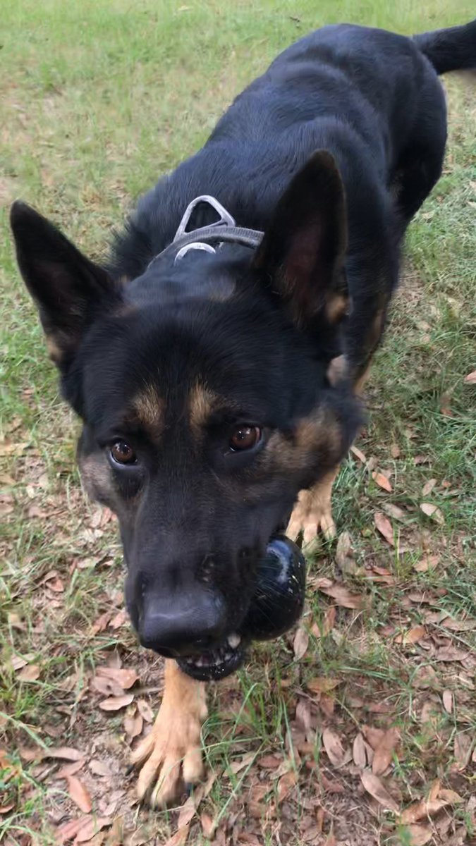 I’ll be sharing lots of K9 Ronin pics and vids from over the years in preparation of his upcoming retirement! (Pic/vid 5 of ??) Studmuffin.. circa September 2019 🖤