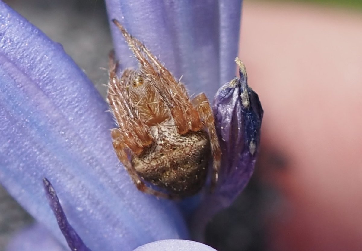 Spotted on a bluebell today looks like an Araneus sp but not sure which one @Tone_Killick @BritishSpiders