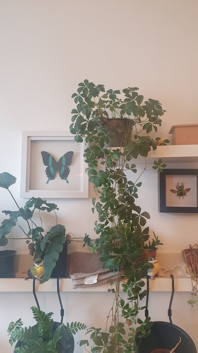 Does anybody know the name of this plant? I bought him from a 'rare plant' fair last summer but he came without a name and the person told me 'same care as an alocasia' but I don't think that's true because my alocasia is happy as can be and this guy has never been 100% happy!
