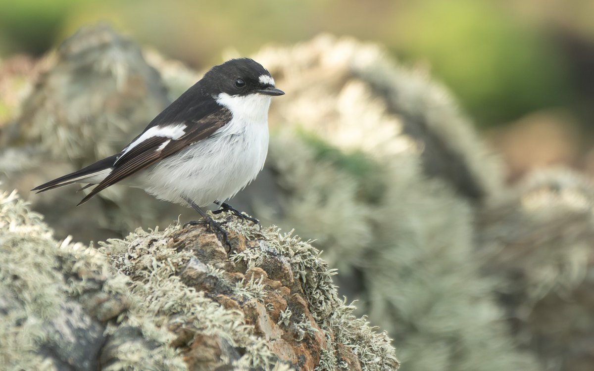 Yesterday there was a decent fall of migrants across Bardsey! 🔭 214 Blackcap, 248 Willow Warbler, 27 Chiffchaff (one Siberian), Firecrest, 20 Redwing, three Tree Pipit were logged. Also two Pied Flycatchers, including this male hunting from a sheltered cliffside #BardseyBirds