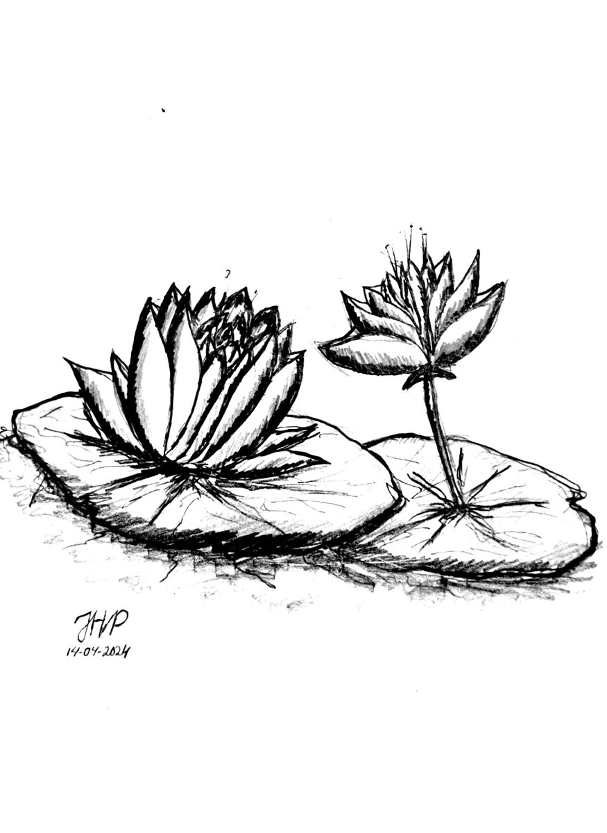 Day 14/30 #30DaysDrawingChallenge 
 WATER LILY by JHP [14/04/2024] 

 #drawing #menggambar #pencil #pendrawing #pencildrawing #charcoaldrawing #realism #naturalism #flower #waterlily #waterlilies #lilyflower #lilydrawing #JHP_memory