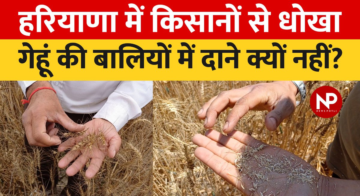 बीज बोया, फसल हरी भरी भी हुई बालियां भी निकलीं लेकिन उनमें दाना नहीं निकला।
 5 महीने की फसल पकने के बाद ये धोखा हुआ हरियाणा के कुरुक्षेत्र जिले में कुछ गांवों में किसानों के साथ। किसानों को लाखों रुपए का नुकसान हैं। दाने न बनने की शिकायत करने वाले किसानों एक निजी कंपनी के बीज ..