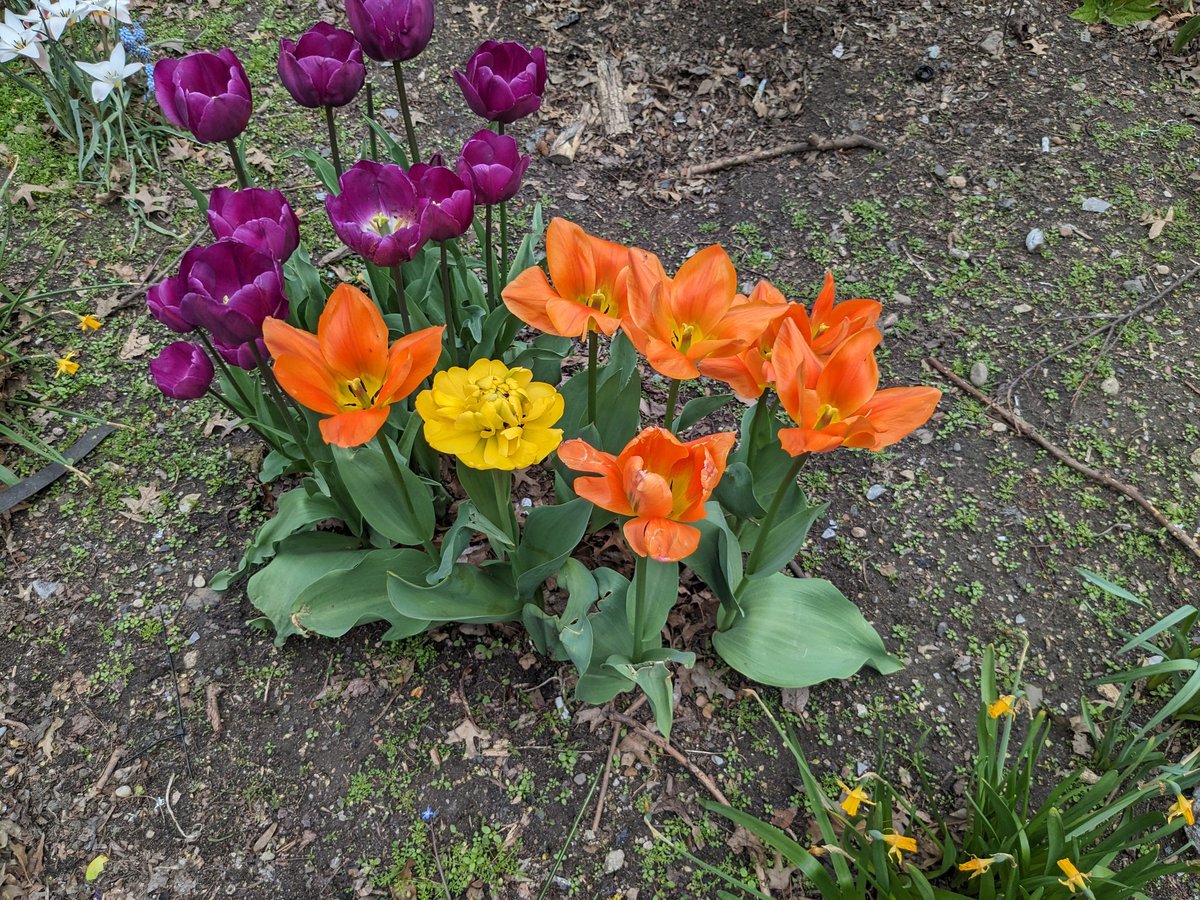 Flowers, Tompkins Square