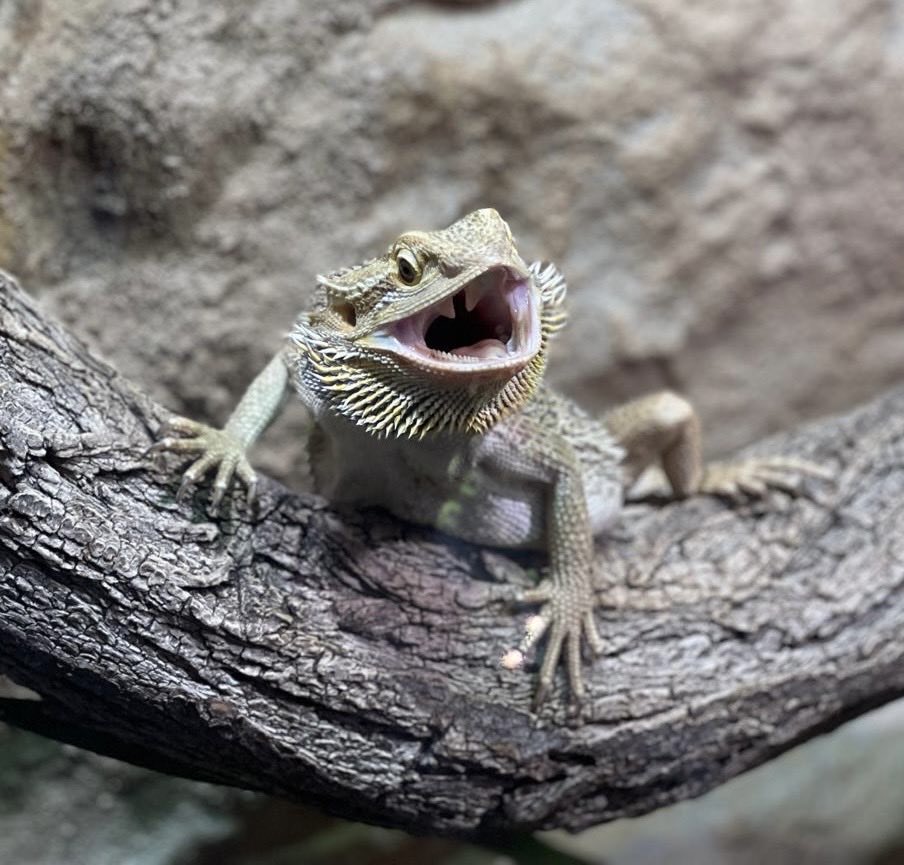 AHildebrandt70's tweet photo. In der Natur gibt es keine künstlichen Posen - alles ist echt.
#StreifenköpfigeBartagame #Farbbartagame #Echsen #Bartagamen #Pogona #Agamen https://t.co/0iJnN8AQlI