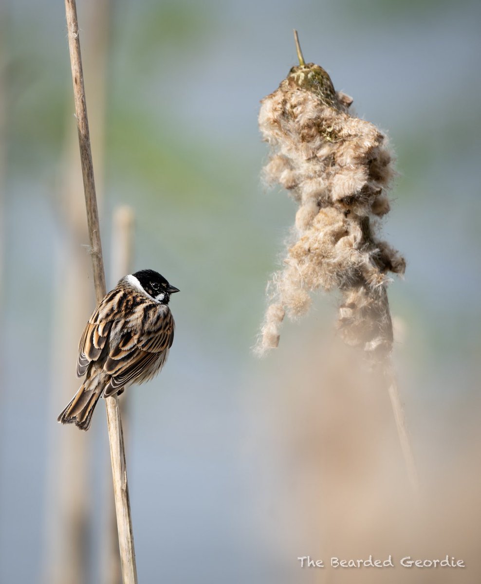 Reed bunting in Gateshead 
@DurhamBirdClub 
@BBCSpringwatch 
@BirdGuides 
@britishbirds 
@RareBirdAlertUK 
@Natures_Voice 
@Britnatureguide
#BirdsSeenIn2024
