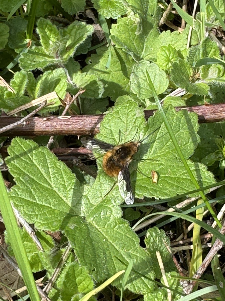 simond177's tweet photo. Nice morning at Noar Hill. First Whitethroat seen this spring along with several Early Purple Orchids, Common Dog-violet, couple of Slow worms, Bee-flies and happily, a Duke of Burgundy. Lots of low flying Red Kite’s too. #noarhill @savebutterflies https://t.co/RpncXqxlFp