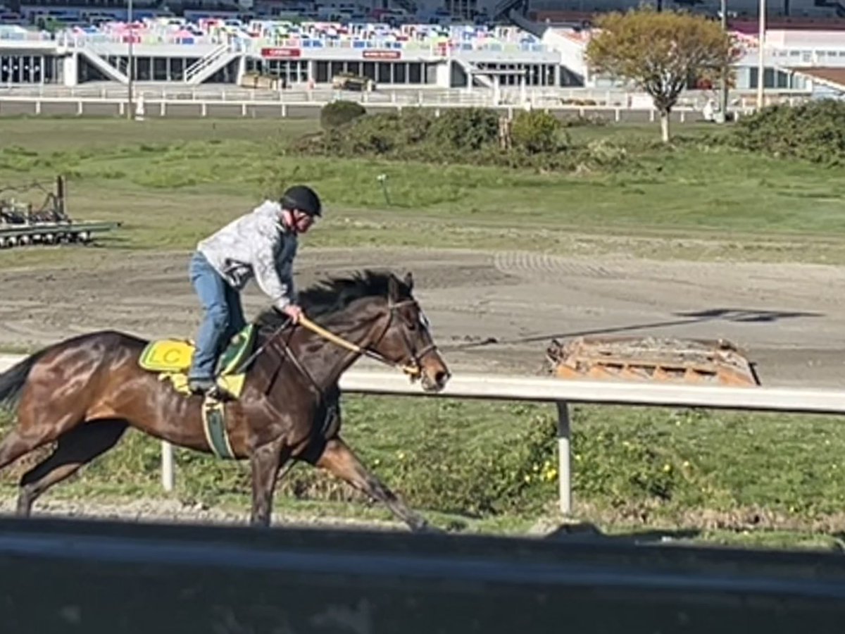 denisepraill's tweet photo. It was a good morning of Spring training (&amp; Spring cleaning, lol) at @hastingsraces! Can’t wait for Opening  Day, April 27th - first parade to post is 2:30pm. See you there! ☀️😍🏇🇨🇦 #horseracing https://t.co/YLCpGKDQRp