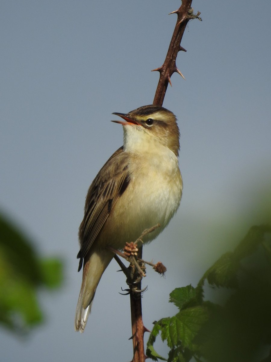 My first sighting of a Sedge Warbler today at @AttenboroughNR 💚