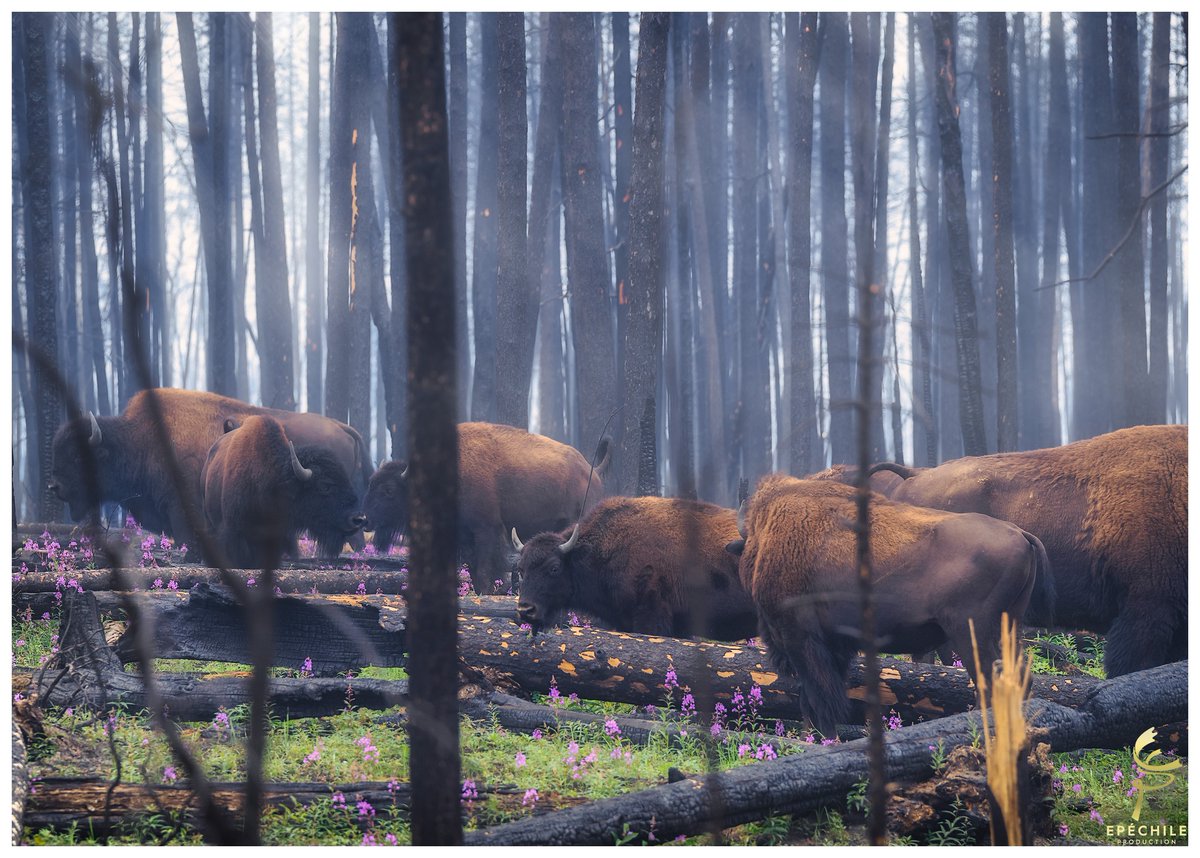 How did wildlife survive the worst fire season in history in Wood Buffalo National Park? Join us on April 16 at 11 a.m. ET to find out. This event with @ParksCanada and @EBTSOYP is free - for more info, visit our website! bit.ly/3KQp6Nf #CCVRT 📷: Epéchile Production