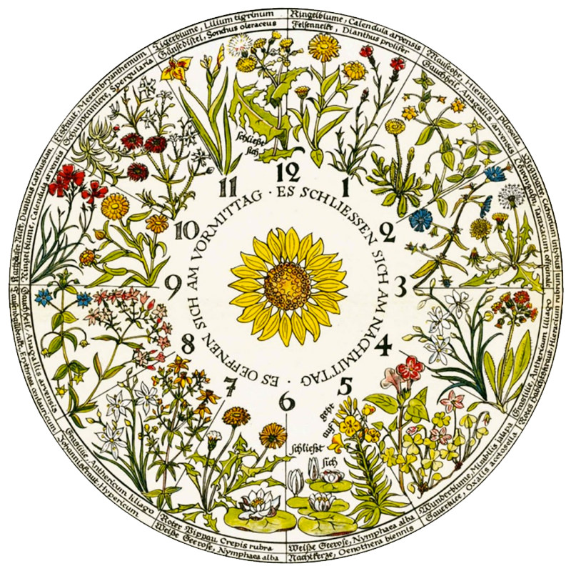 Wiosna, wiosna... więc może zrobić sobie niesamowity zegar kwiatowy Linneusza? Warto spróbować, nawet jeśli zasadzi się tylko kilka roślin i zaobserwuje (z przyjemnością), jak codziennie wskazują godzinę. W końcu nikomu do końca nie udało się takiego zegara urządzić! Wątek⬇️