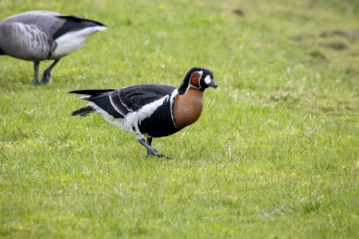 One of our best birding days yesterday at @RSPBFrampton. Bonaparte’s, Little Gulls, Black Tern, Red-Breasted Goose, Med Gulls, White Wagtails, Yellow Wagtails, Wheatear, Black-Winged Stilt. Great to bump into @birdering, @djrwoodhouse1 and @AlfieBirder to name a few!