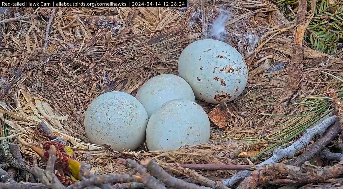 CornellHawks tweet picture