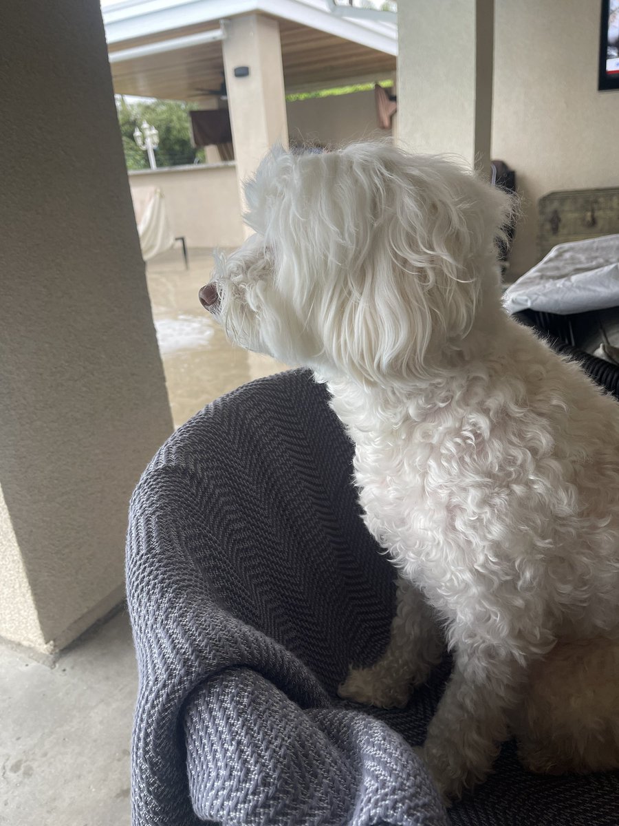 Hi fwends! A rainy so cal weekend☔️🌧️me and mommy are spending time together in the backyard, rain watching🥰😘happy Sunday! #ZSHQ