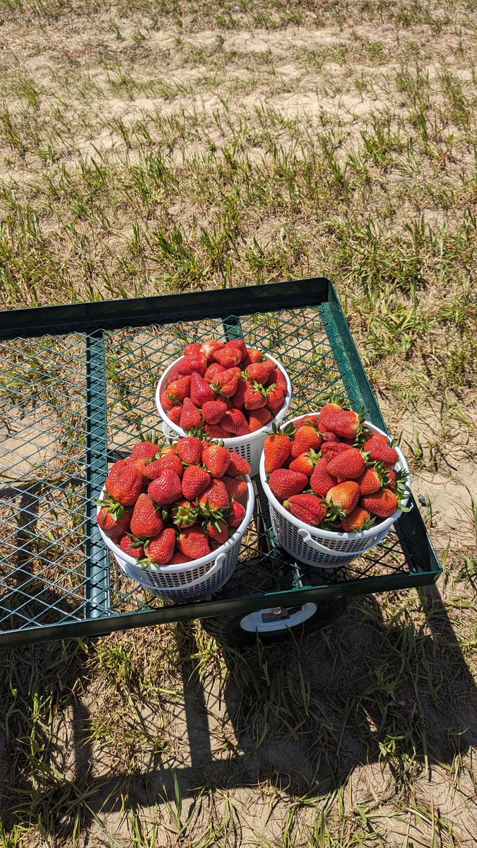 Strawberry picking #upick #strawberries 📍 Smithfield VA