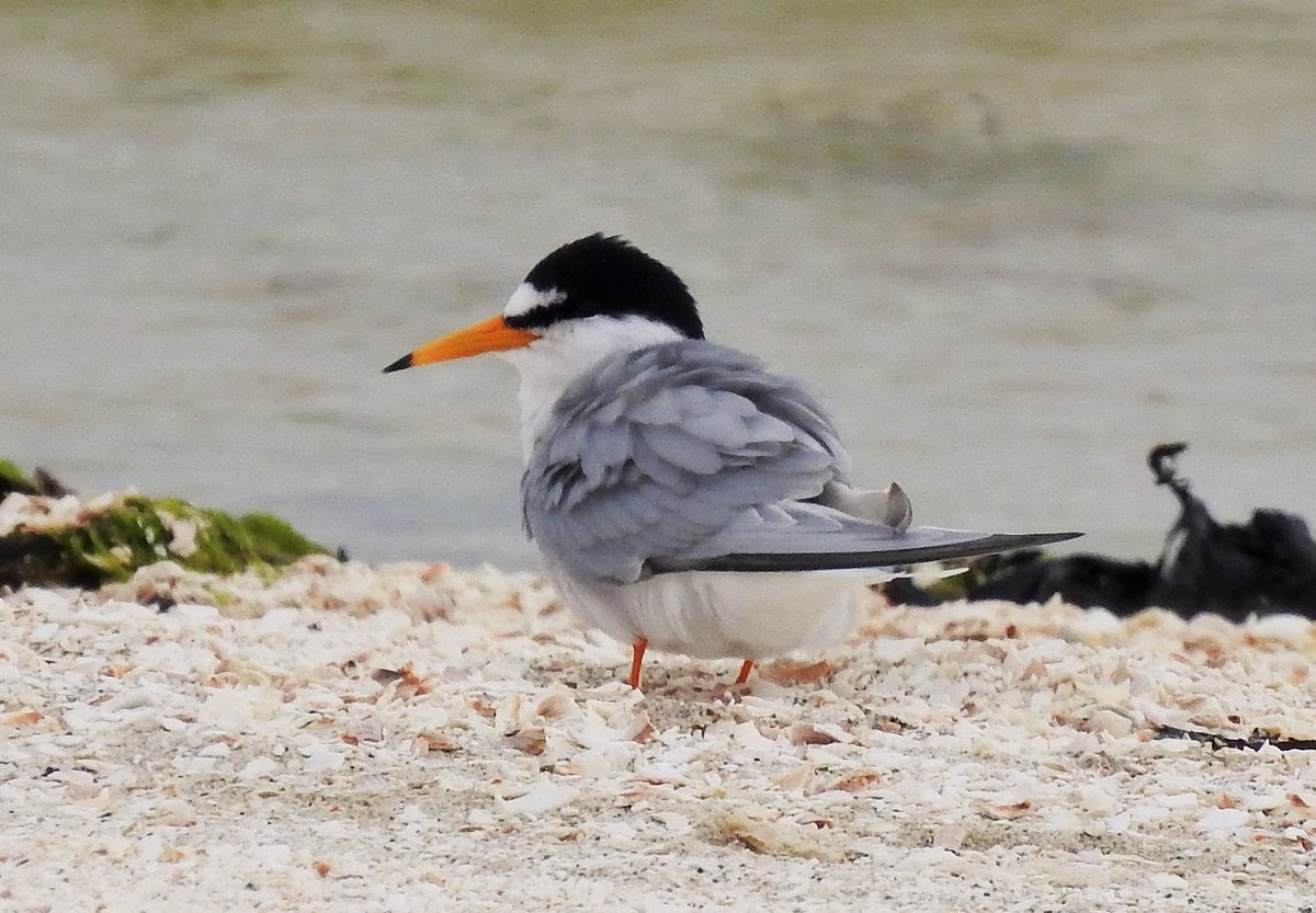 It's that time of year when every day seems to bring new birds. Our first Little Terns of the year were a welcome sight at Traigh Mhor today.