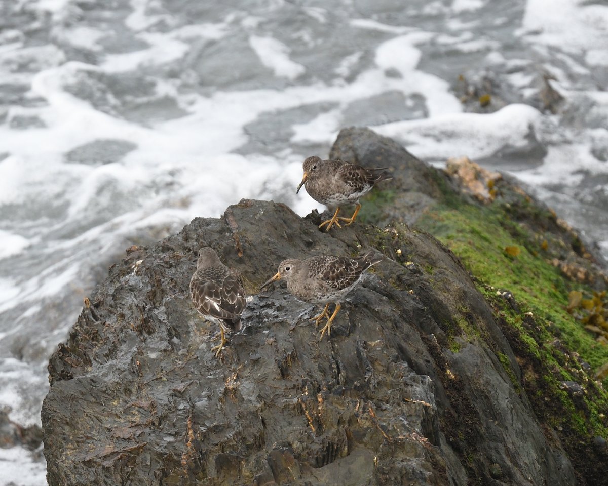 3 of the 4 Purple Sandpiper on the rocks below Thurlestone Golf Course today @DevonBirds