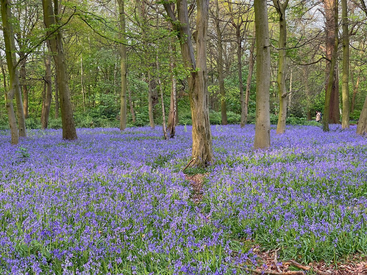 #stunning bluebell forest in Wanstead park. #loveukweather #StormHour #ThePhotoHour