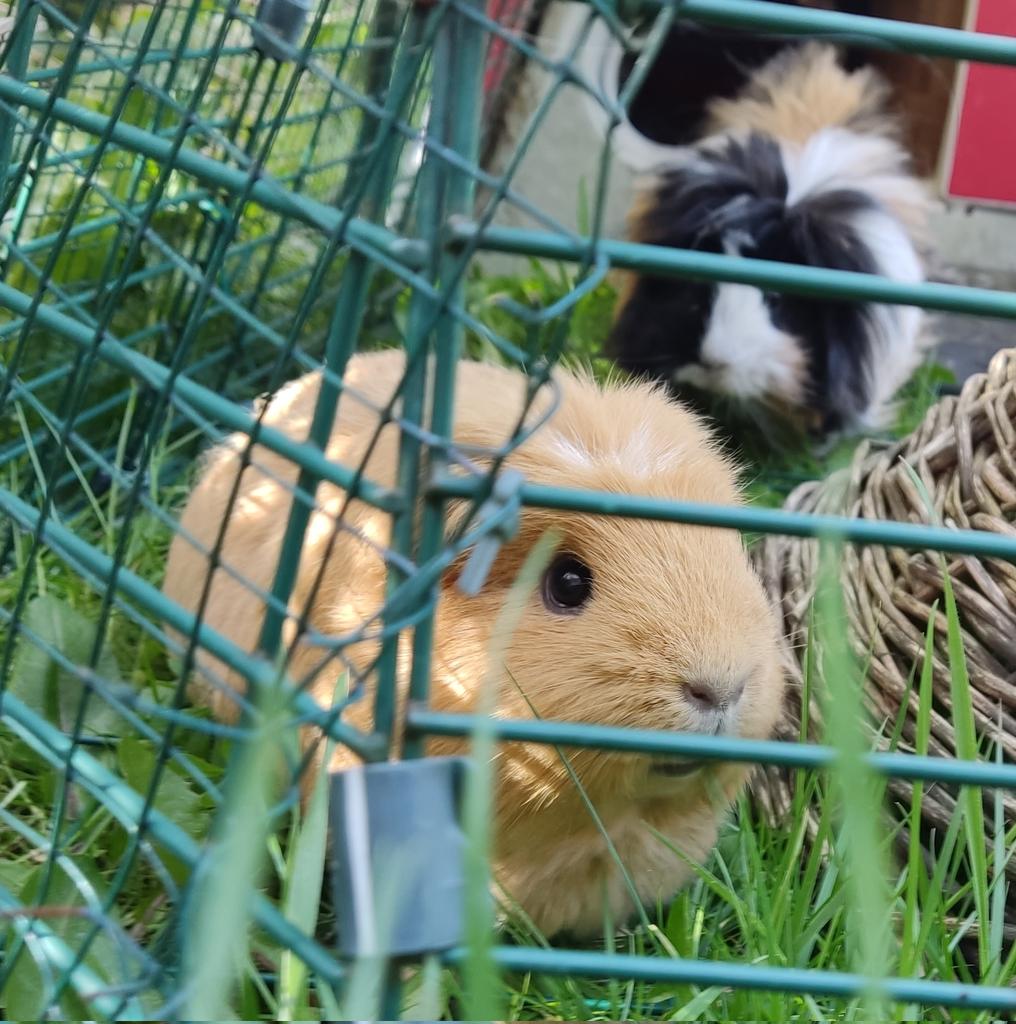 Winnie and Sandy on last day of visit enjoying some #grass2024 #guineapig