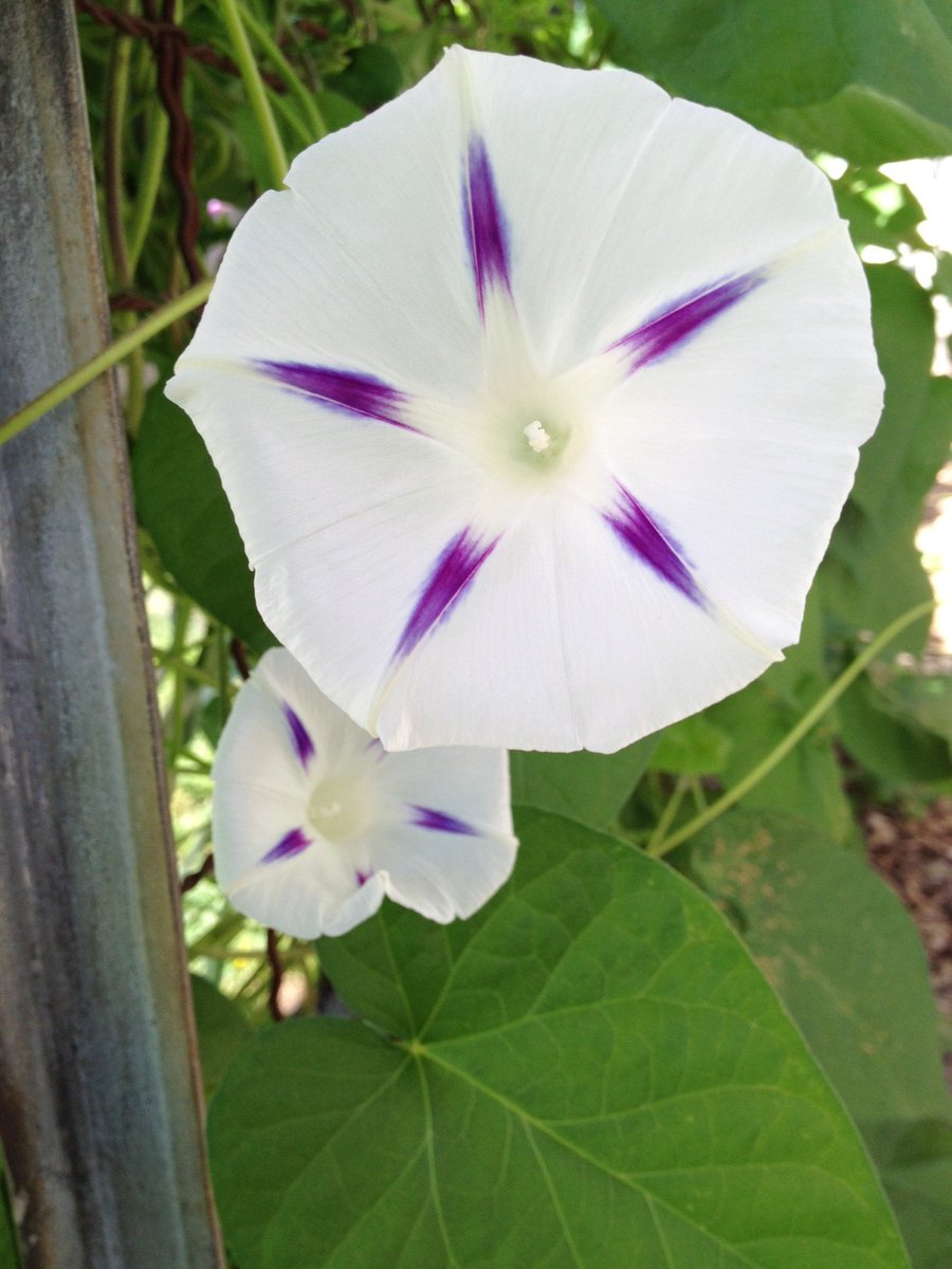Today is April 14th and the birth flower for today is Morning Glory. Science-y stuff 1st! Common Name: Morning glory, common morning glory Botanical Name: Ipomoea purpurea Family:Convolvulaceae Plant Type: Annual Mature Size:6–10 ft. tall, 3–6 ft. wide Sun Exposure:Full