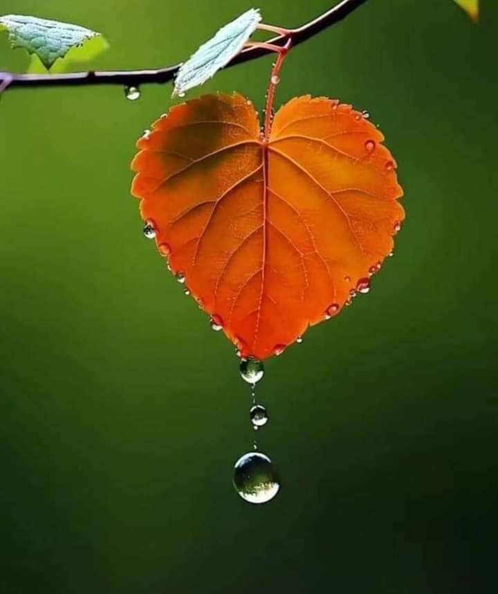 Yorgun gönüllerin derin hikayesi vardır..
Kelimelere dizilmiyor……!!❣️🌹🌼