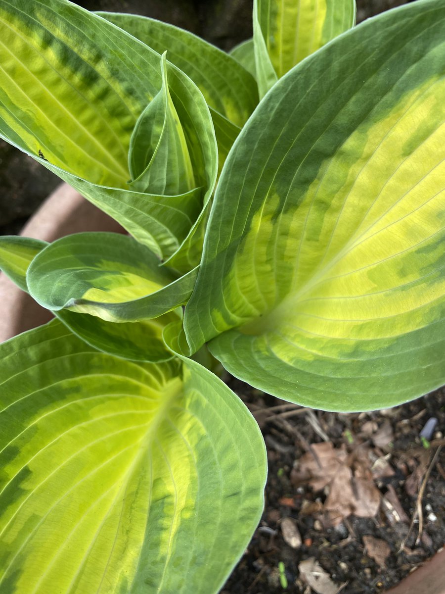 A precious day in the garden in the sunshine- roses fed and mulched, lots of dead heading and weeding - and enjoying the Pasque flowers, firewing tulips, imperial fritillaries and hostas before the slugs get them #upmygardenpath